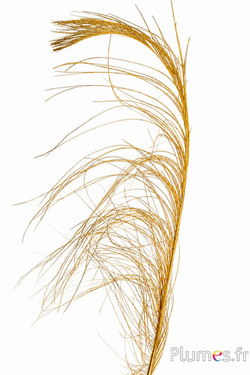 Fasan Hoki - 45-50 cm - gold